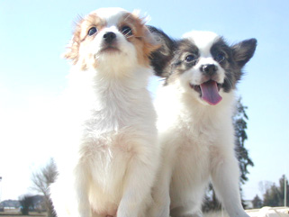 上手い飼い方のコツ