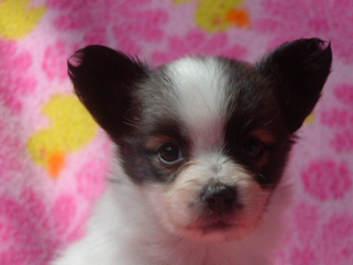 大事に育てるパピヨン