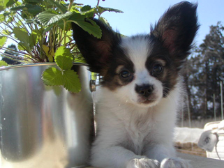 元気なパピヨン