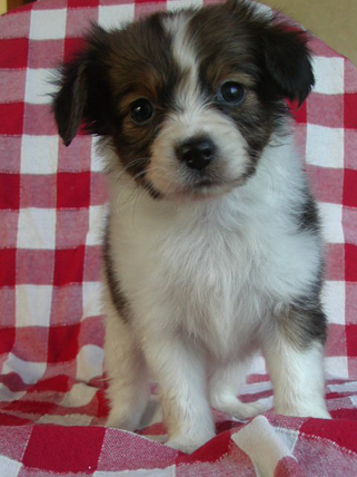 子犬の飼育環境