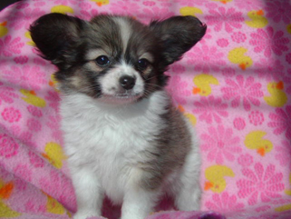 パピヨンと怪我