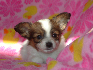 パピヨンの健康を保つ