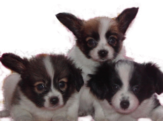 パピヨンの子犬を選ぶ