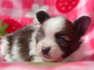 パピヨンの子犬の健康管理