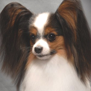 パピヨンの先祖