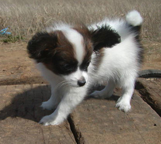 パピヨンを外で飼う