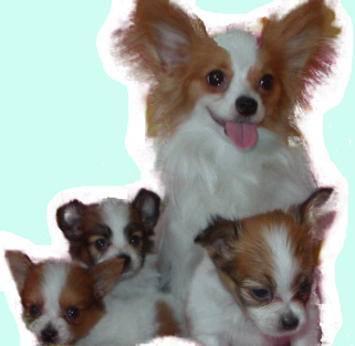 パピヨンの違い