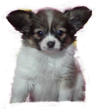 パピヨンのトレーニング