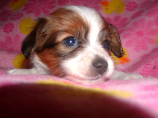 リラックスしているパピヨン